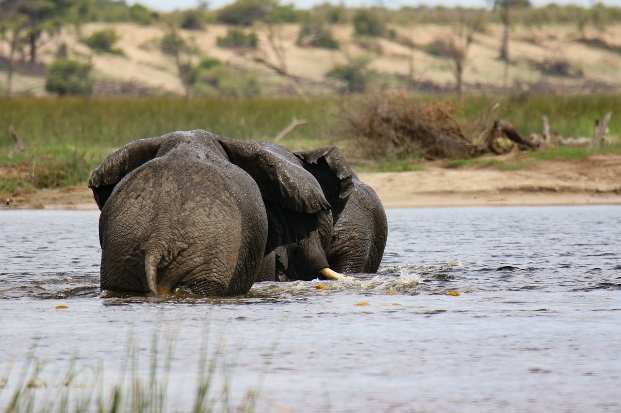 elephants, river, africa-6788416.jpg