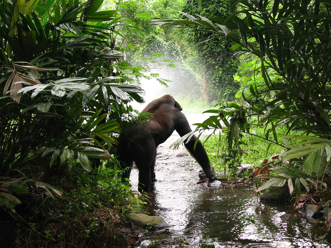 gorilla, jungle, mist-61136.jpg